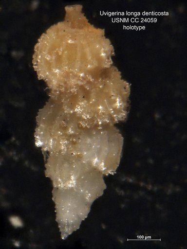Uvigerina longa var. denticosta Cushman & Bermudez, 1937