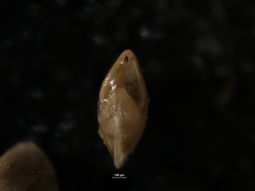 Cristellaria navarroensis Plummer, 1927