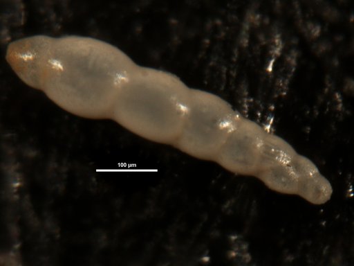 Nodosarella primitiva Cushman, 1938