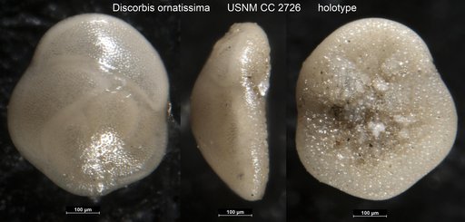 Discorbis ornatissima Cushman, 1925