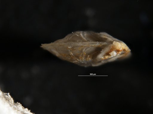 Robulus navarroensis var. extruatas Cushman, 1938