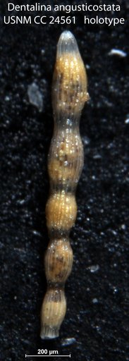 Dentalina angusticostata Cushman, 1938