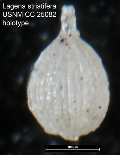 Lagena striatifera Tappan, 1940