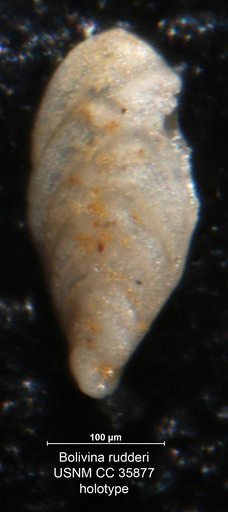 Bolivina rudderi Cushman & Renz, 1941