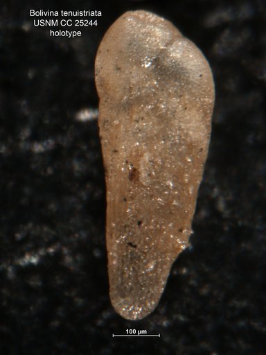 Bolivina tenuistriata Cushman & Ellisor, 1939