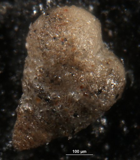 Textularia secasensis Lalicker & McCulloch, 1940