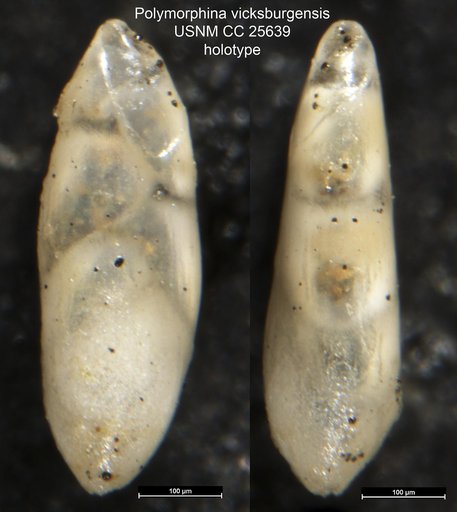 Polymorphina vicksburgensis Cushman, 1922