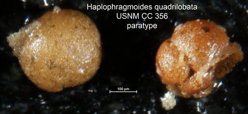 Haplophragmoides quadrilobata Cushman