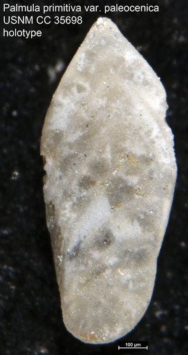 Palmula primitiva var. paleocenica Cushman, 1948