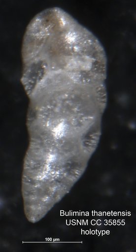 Bulimina thanetensis Cushman & Parker, 1947