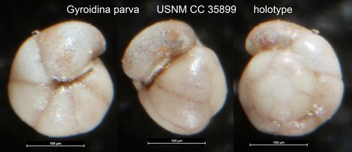 Gyroidina parva Cushman & Renz, 1941
