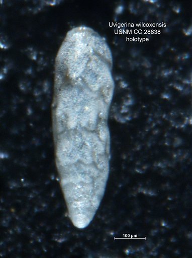 Uvigerina wilcoxensis Cushman & Garrett, 1939