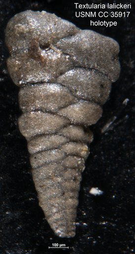 Textularia lalickeri Cushman & Renz, 1941