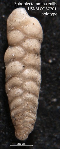 Spiroplectammina exilis Dorsey, 1948