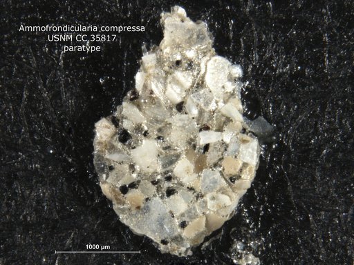 Ammofrondicularia compressa Cushman & McCulloch, 1939