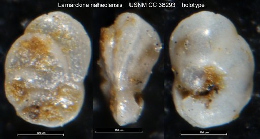 Lamarckina naheolensis Cushman & Todd, 1942