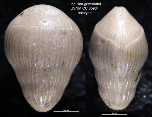 Lingulina grimsdalei Cushman & Renz, 1941