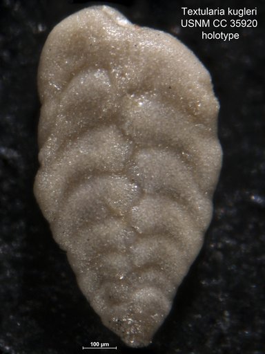 Textularia kugleri Cushman & Renz, 1941