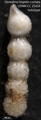 Dentalina hispido-costata Cushman & Siegfus, 1939