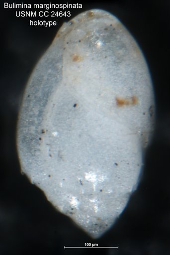 Bulimina marginospinata Cushman & Parker, 1938