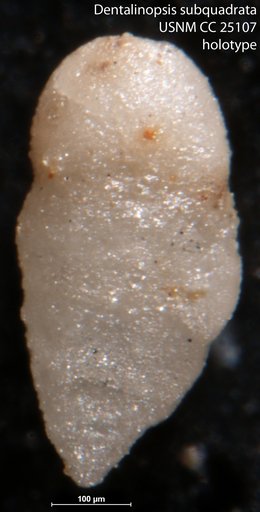 Dentalinopsis subquadrata Tappan, 1940