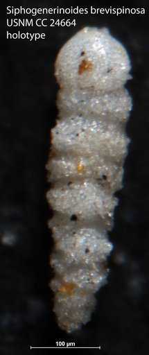 Siphogenerinoides brevispinosa Cushman, 1939