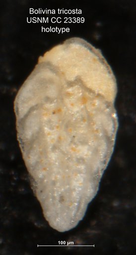 Bolivina tricosta Cushman & Bermúdez, 1937