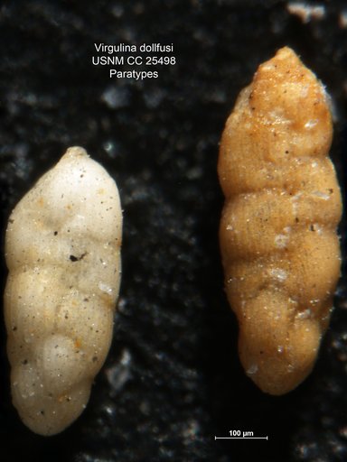 Virgulina dollfussi (Cushman & Ozawa, 1930)