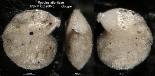 Robulus atlantisae Cushman, 1939