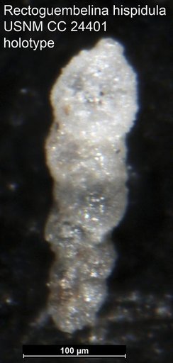 Rectoguembelina hispidula Cushman, 1938