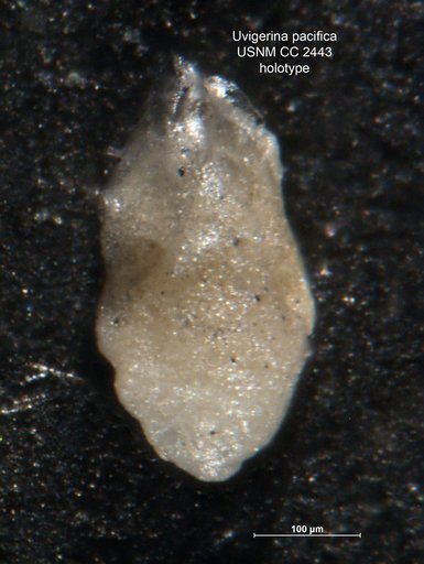 Uvigerina pacifica Cushman, 1925