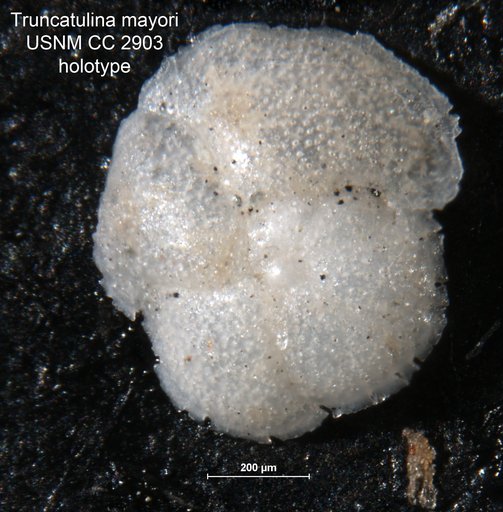 Truncatulina mayori Cushman, 1924