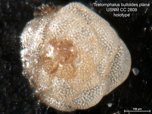 Tretomphalus bulloides var. plana Cushman, 1924
