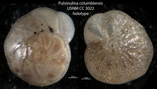 Pulvinulina columbiensis Cushman, 1925