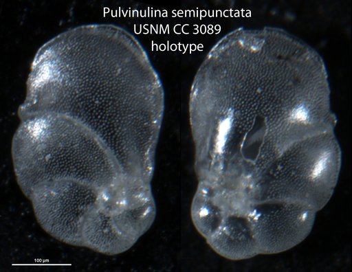 Pulvinulina semipuctata Cushman, 1922
