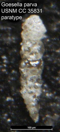 Goesella parva Cushman & McCulloch, 1939