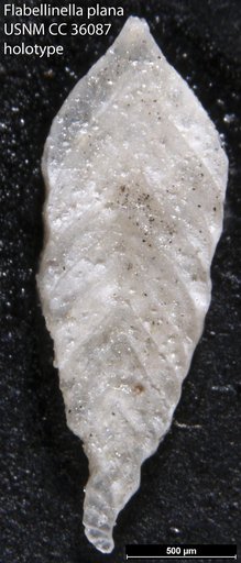 Flabellinella plana Loeblich & Tappan Loeblich, 1941