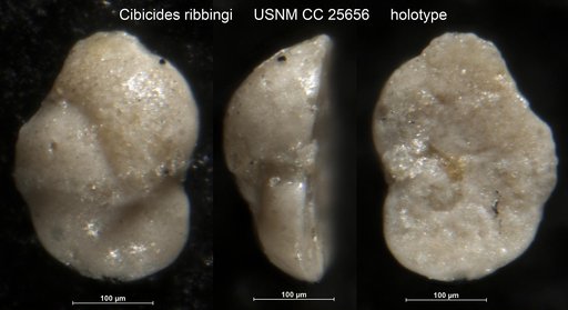 Cibicides ribbingi Brotzen, 1936