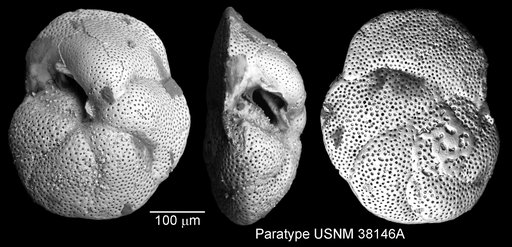 Globorotalia barisanensis Leroy, 1939
