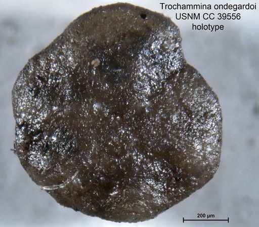 Trochammina ondegardoi Frizzell, 1943
