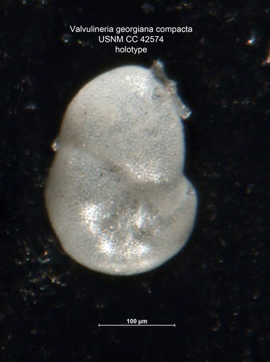 Valvulineria georgiana var. compacta Cushman, 1945