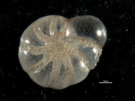 Elphidium subarticum Cushman, 1944