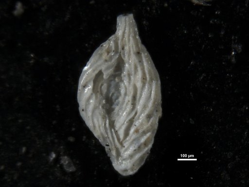 Spiroloculina alticostata Cushman & Todd, 1944
