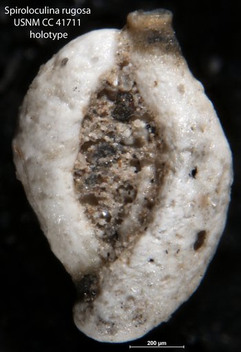 Spiroloculina rugosa Cushman & Todd, 1944