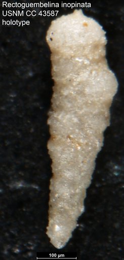 Rectoguembelina inopinata Cushman & Stainforth, 1945