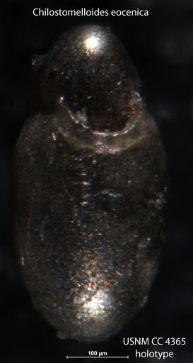 Chilostomelloides eocenica Cushman, 1926