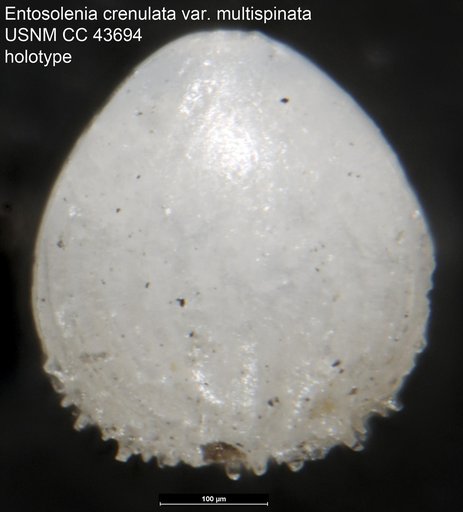 Entosolenia crenulata var. multispinata Cushman & Stainforth, 1945