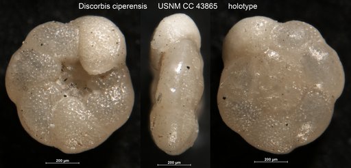 Discorbis ciperensis Cushman & Stainforth, 1945