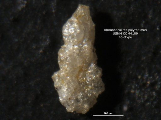 Ammobaculites polythalamus Loeblich, 1946