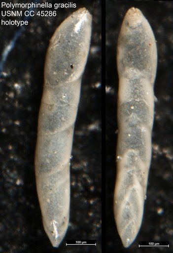Polymorphinella gracilis Cushman & Cederstrom, 1949